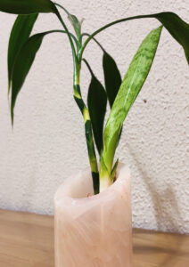 Loja do Espaço Semente