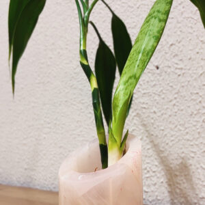 Loja do Espaço Semente